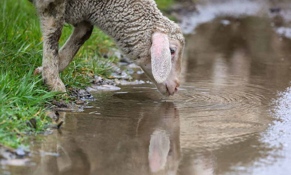 Sheep drinking from a puddle, reflection visible