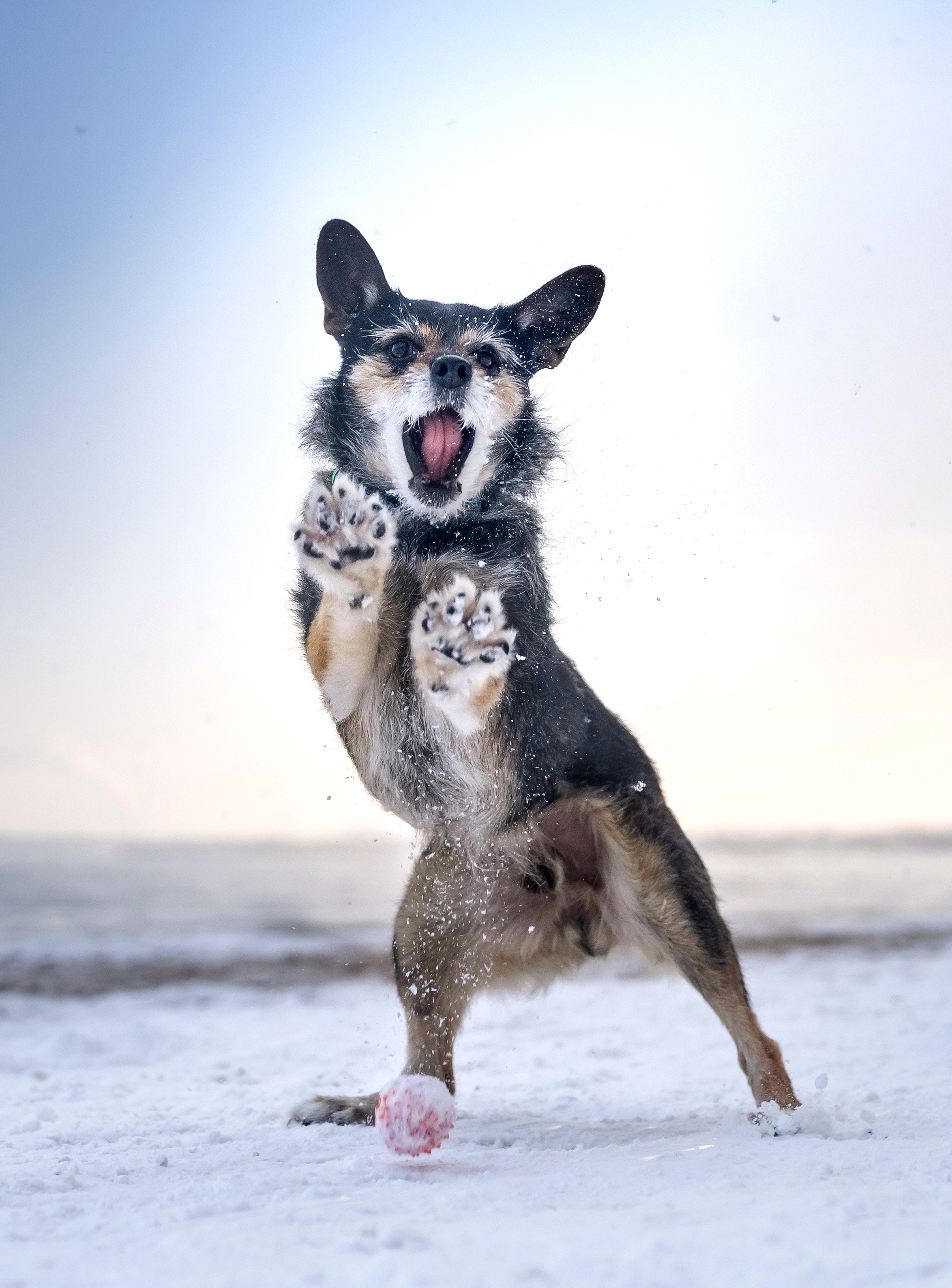 Dog standing on hind legs with front paws up and mouth open as if catching something, on snowy ground