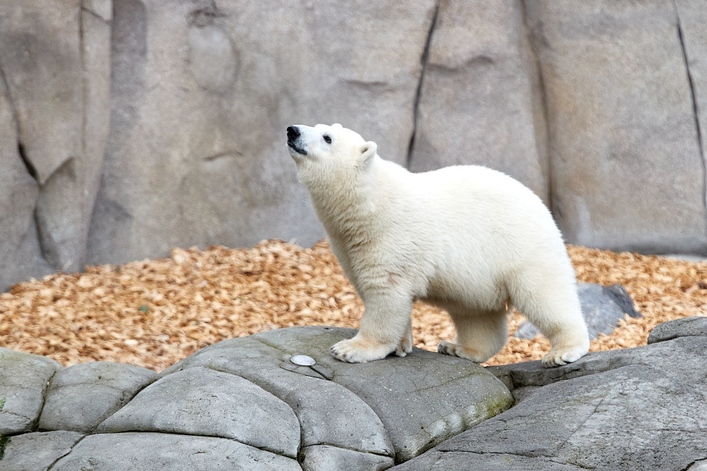 A young polar bear standing on rocks looking upwards