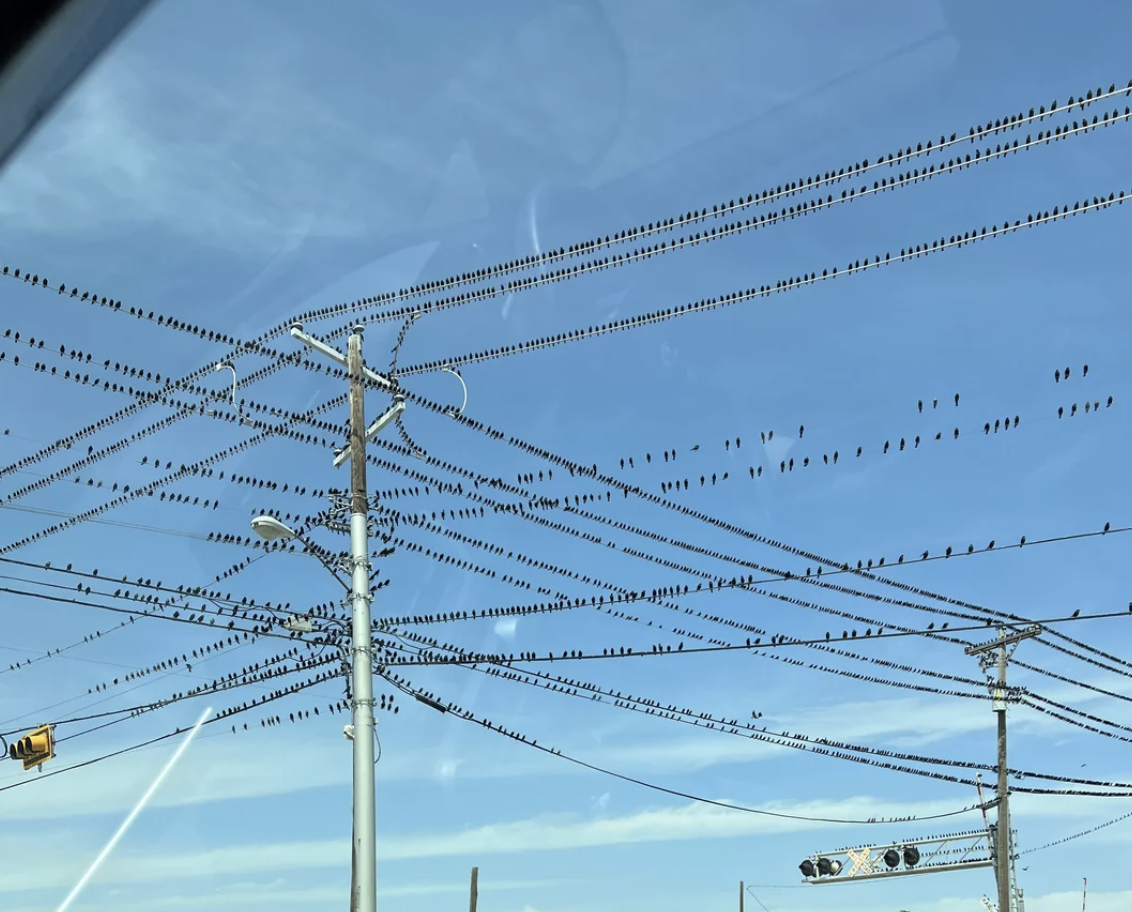 Birds perched on multiple telephone wires against a clear sky, viewed from below