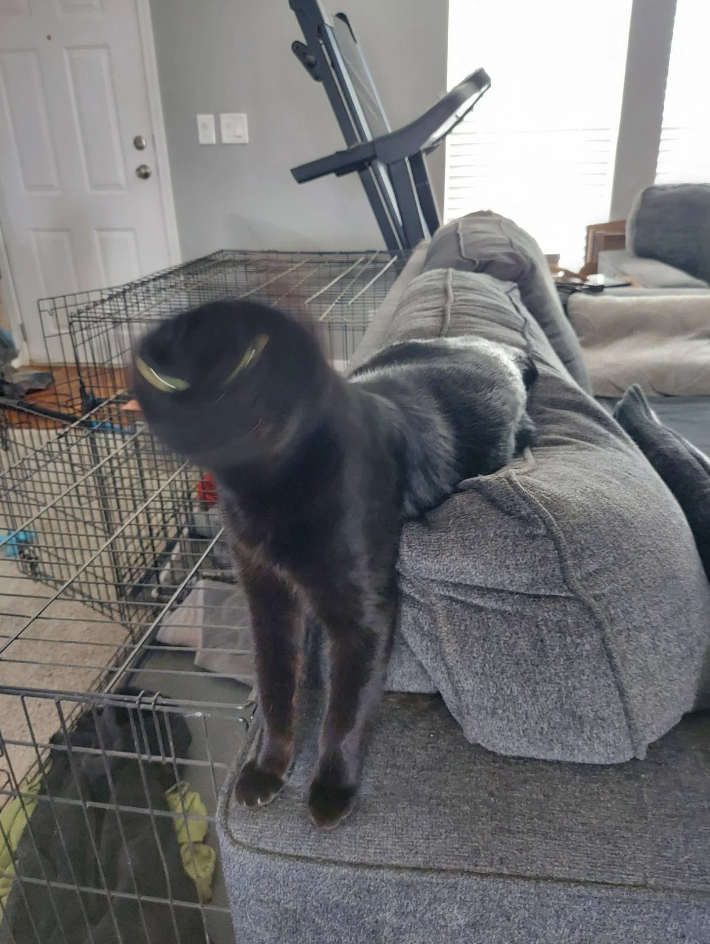 A blurry-faced black cat standing on the arm of a sofa with an exercise bike in the background