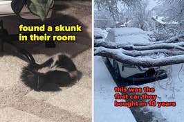 Left: A skunk inside a room. Right: Snow-covered backyard with a vehicle