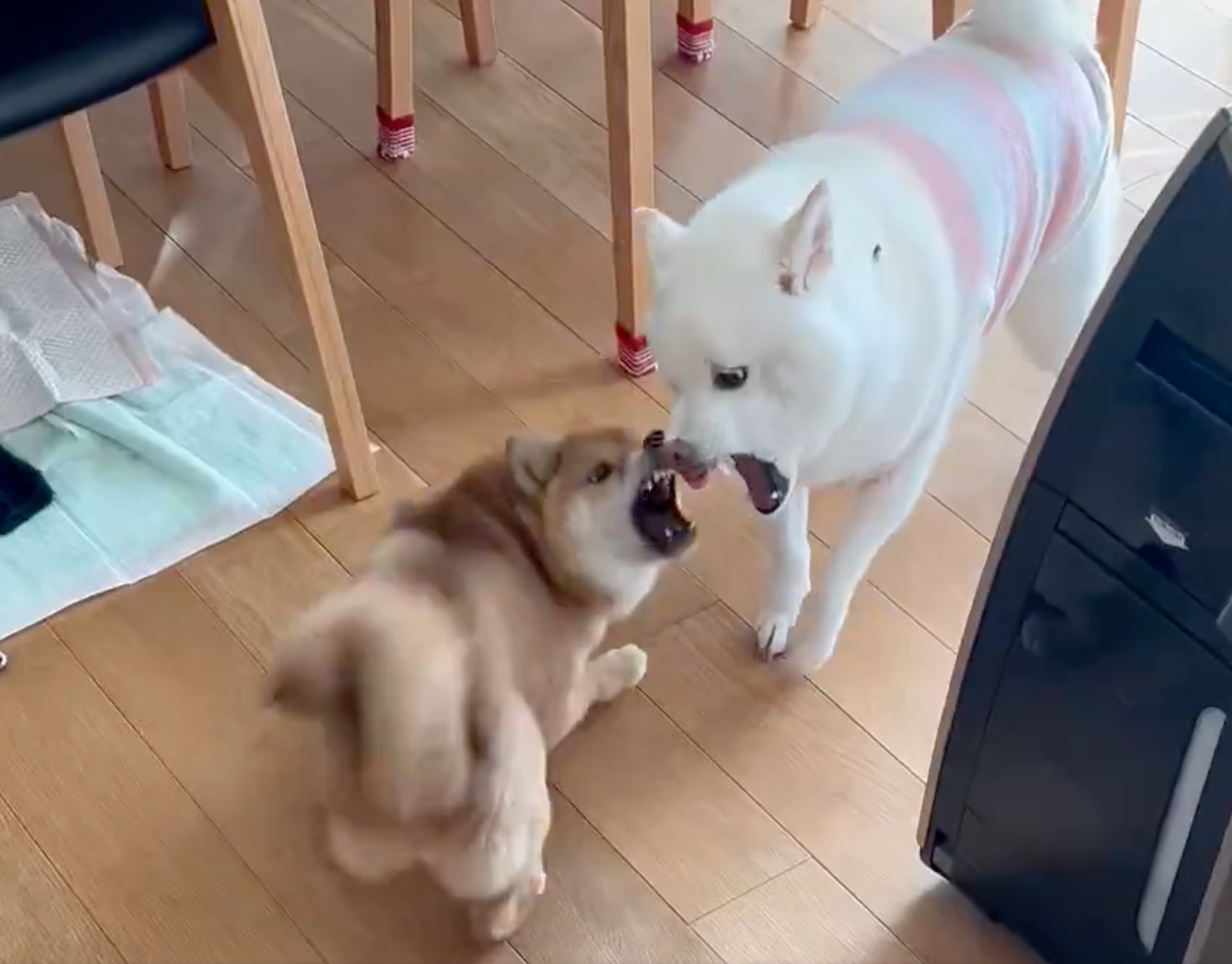 部屋の中で二匹の犬が遊んでいる。