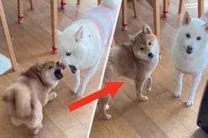 二匹の柴犬が遊んでいて、一匹が他の犬を驚かせる。