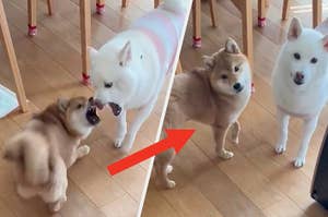 二匹の柴犬が遊んでいて、一匹が他の犬を驚かせる。