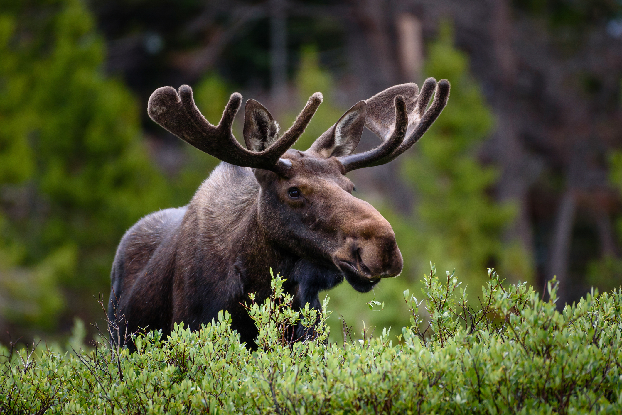A moose standing in a field with shrubs
