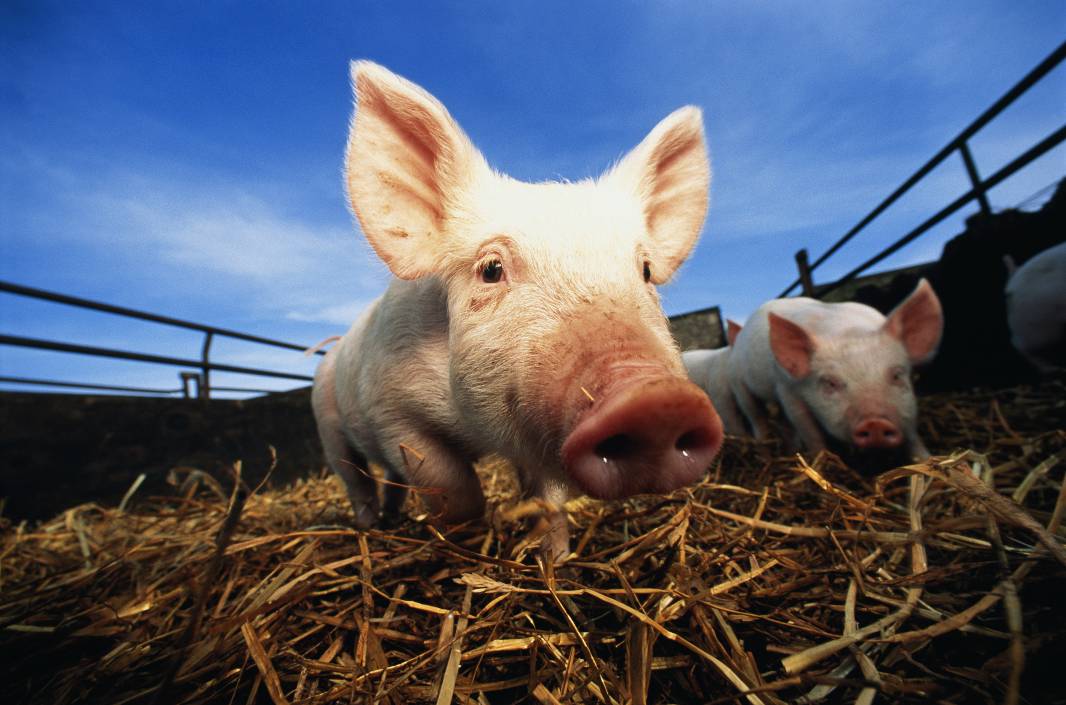 Two pigs in a pen, one close to the camera with a prominent snout