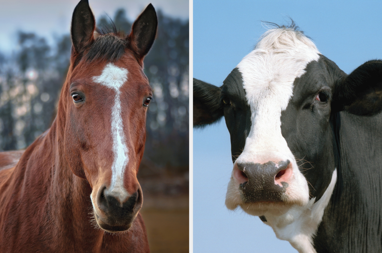 Split image of a horse on the left and a cow on the right, both facing forward