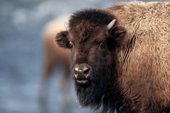 Close-up of a bison with thick fur looking at the camera