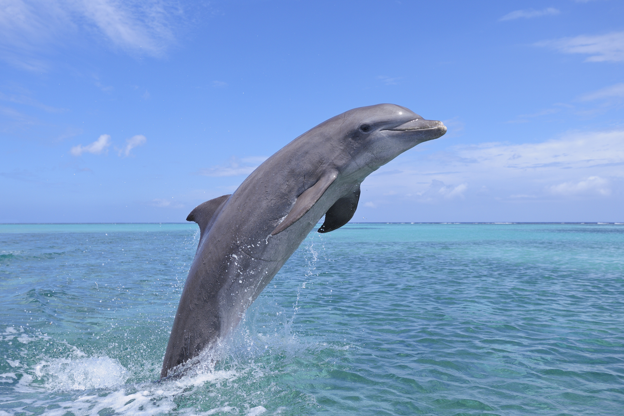 Dolphin leaping out of the ocean waters