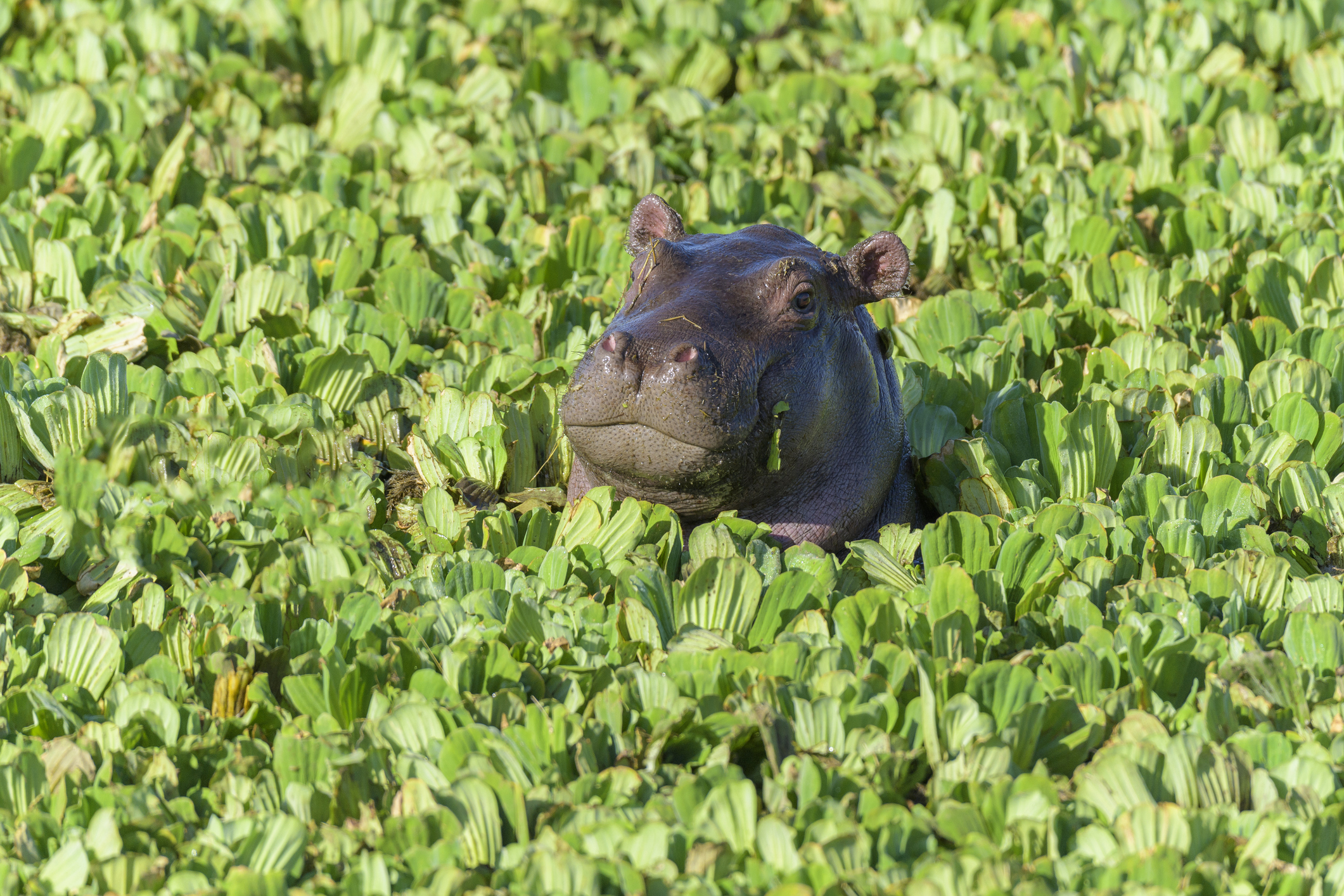 Hippo partially submerged in water surrounded by green vegetation