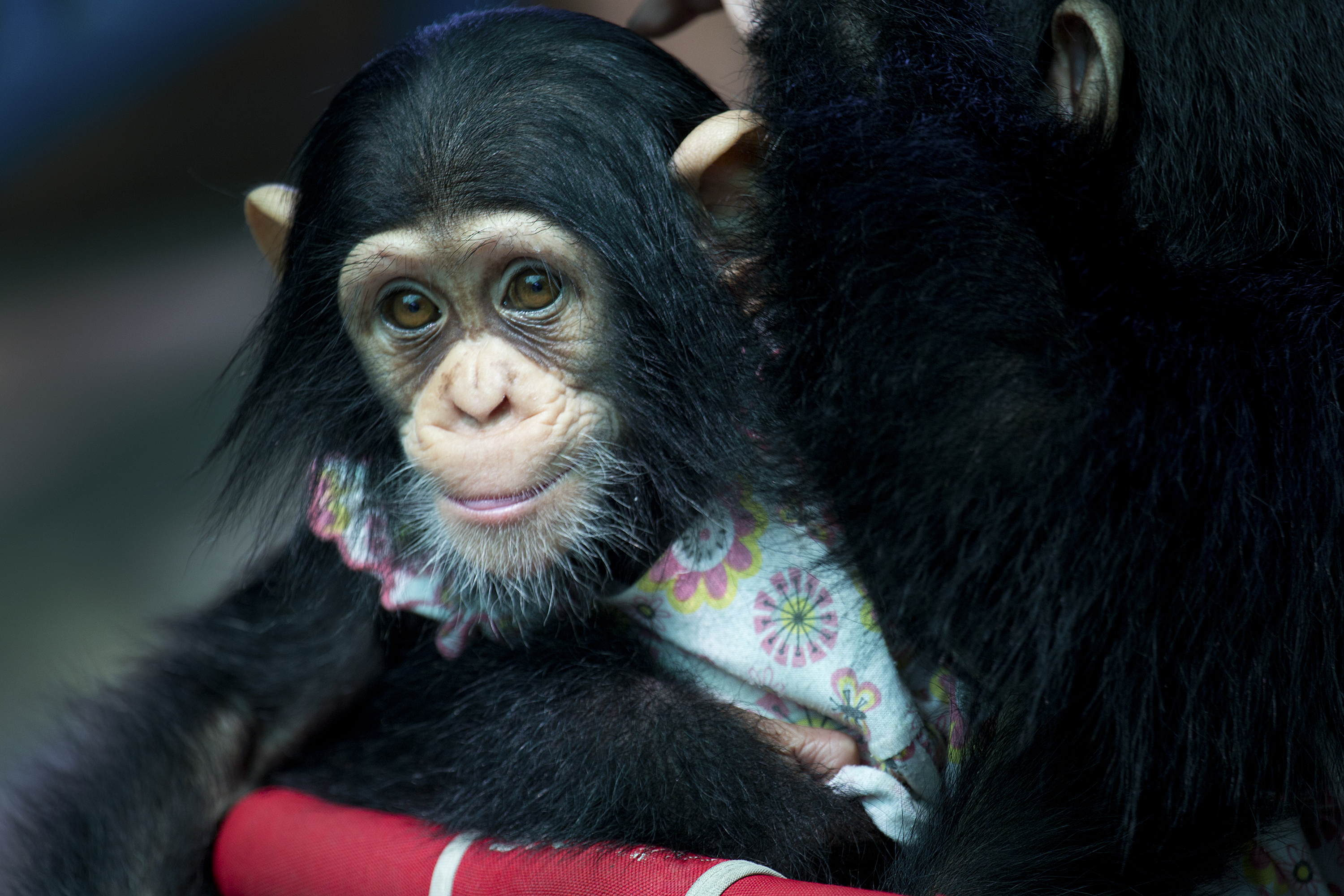 Young chimpanzee being held, looking at the camera