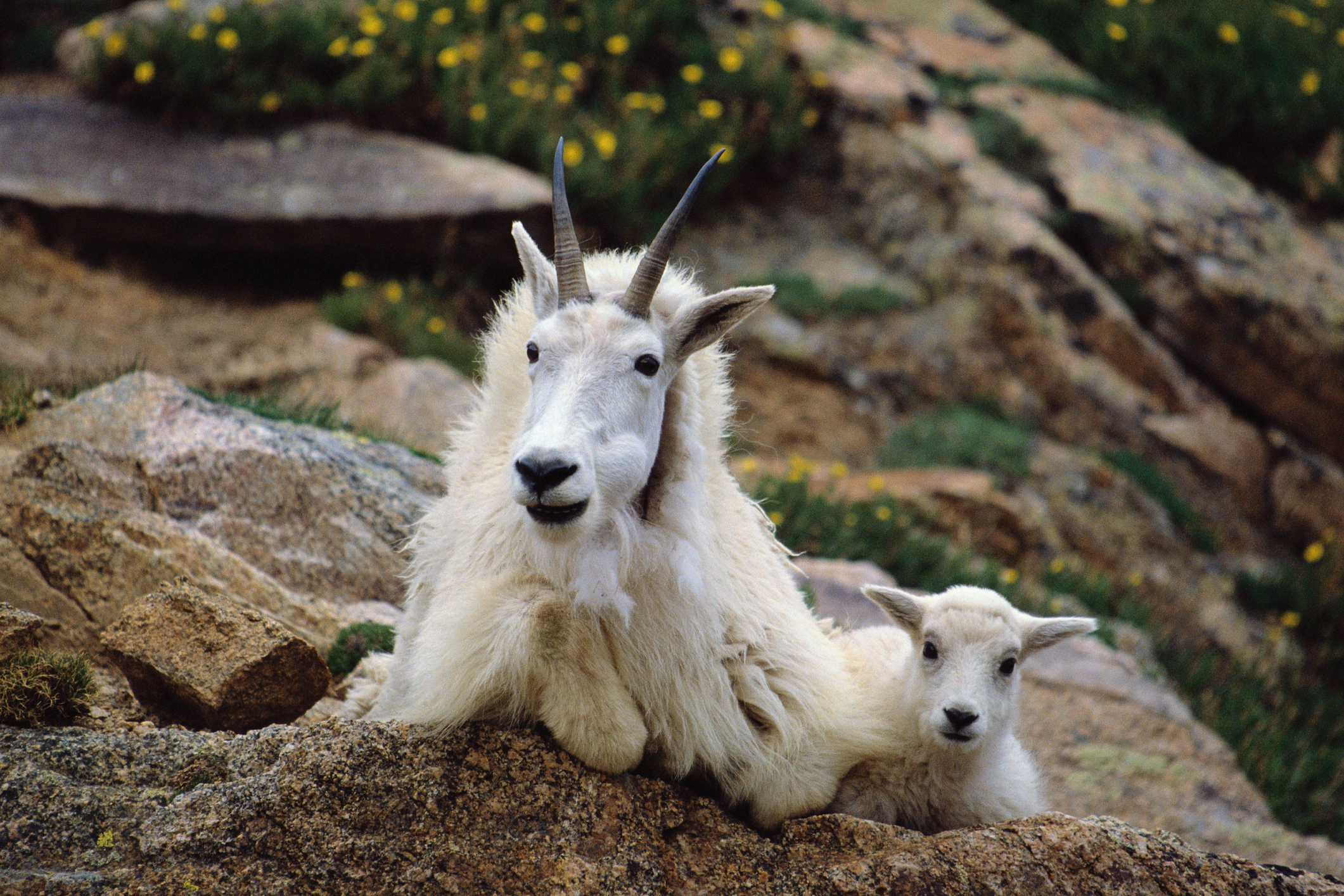 Adult and baby mountain goat resting on rocky terrain