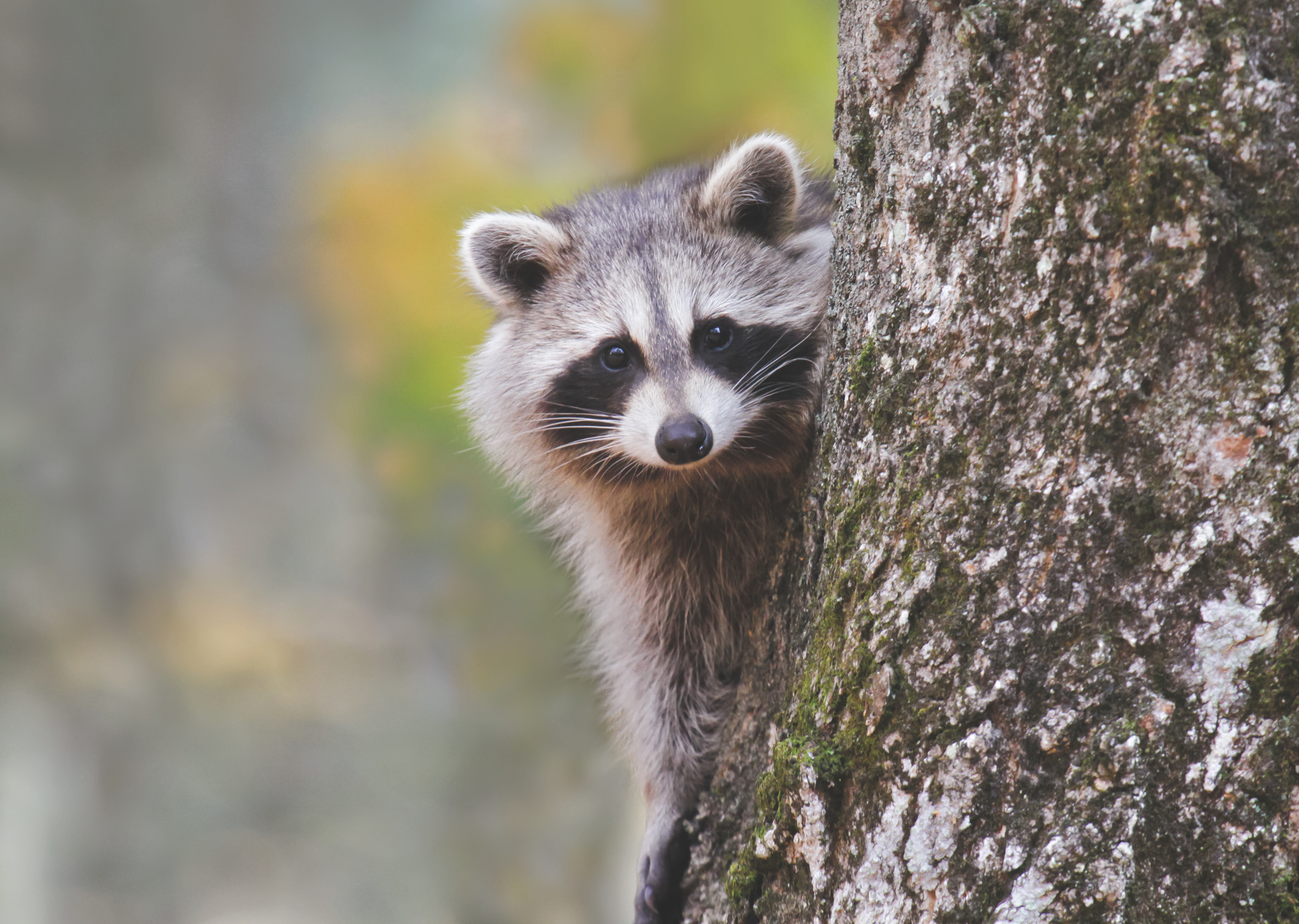 Raccoon peeking out from behind a tree trunk in a natural setting