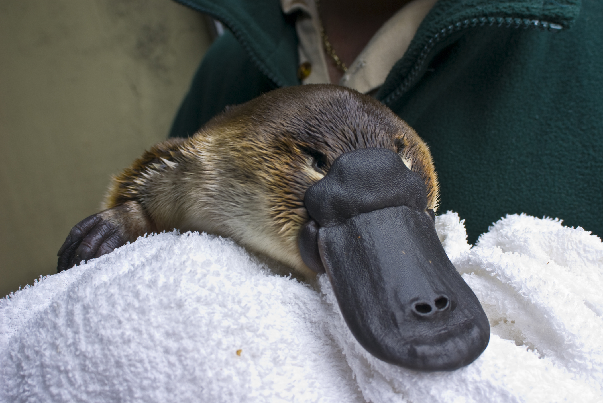 Platypus being cradled in a towel by a person wearing a green jacket