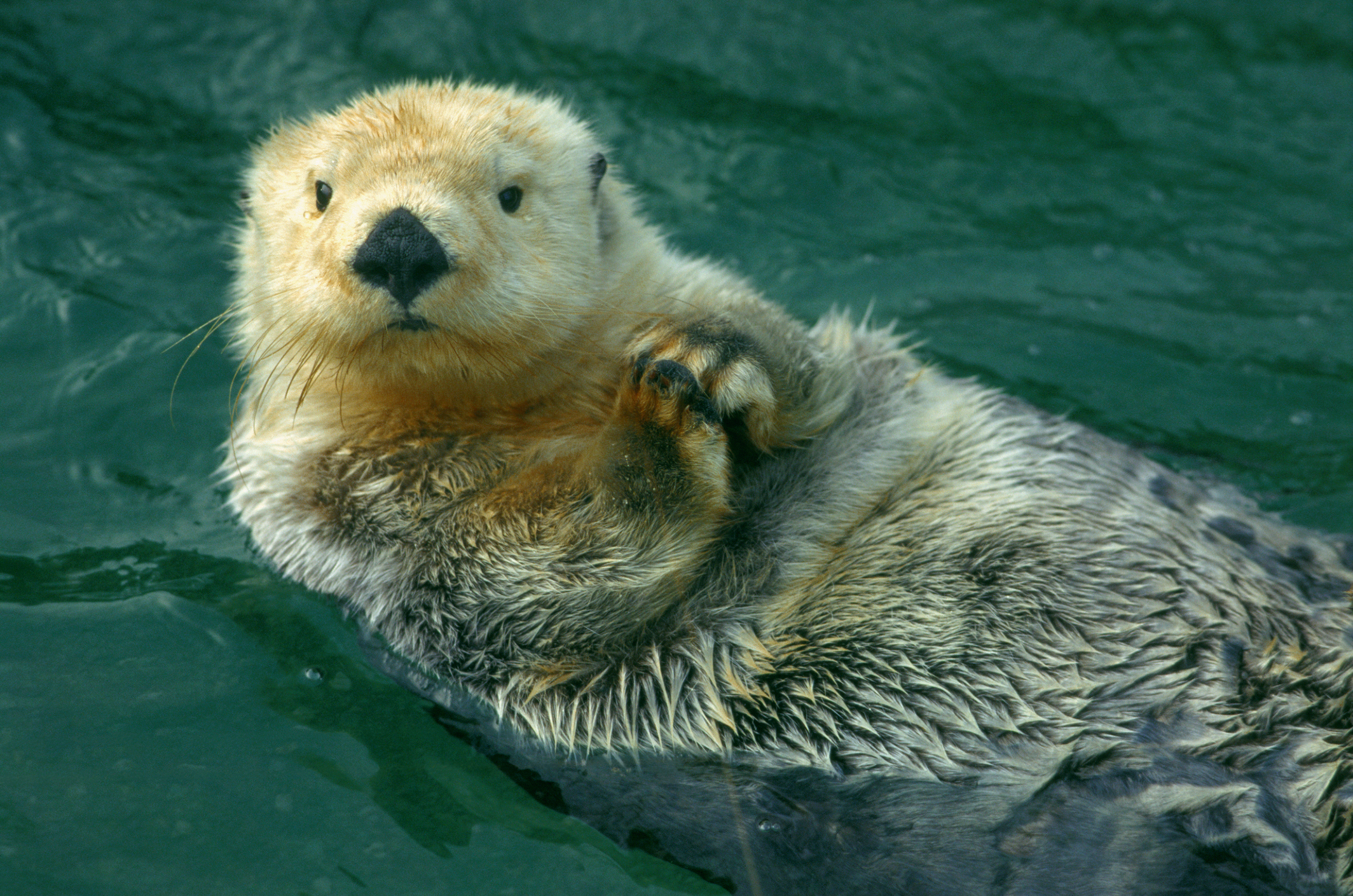 Sea otter floating on its back in water, looking at the camera with paws near its chest