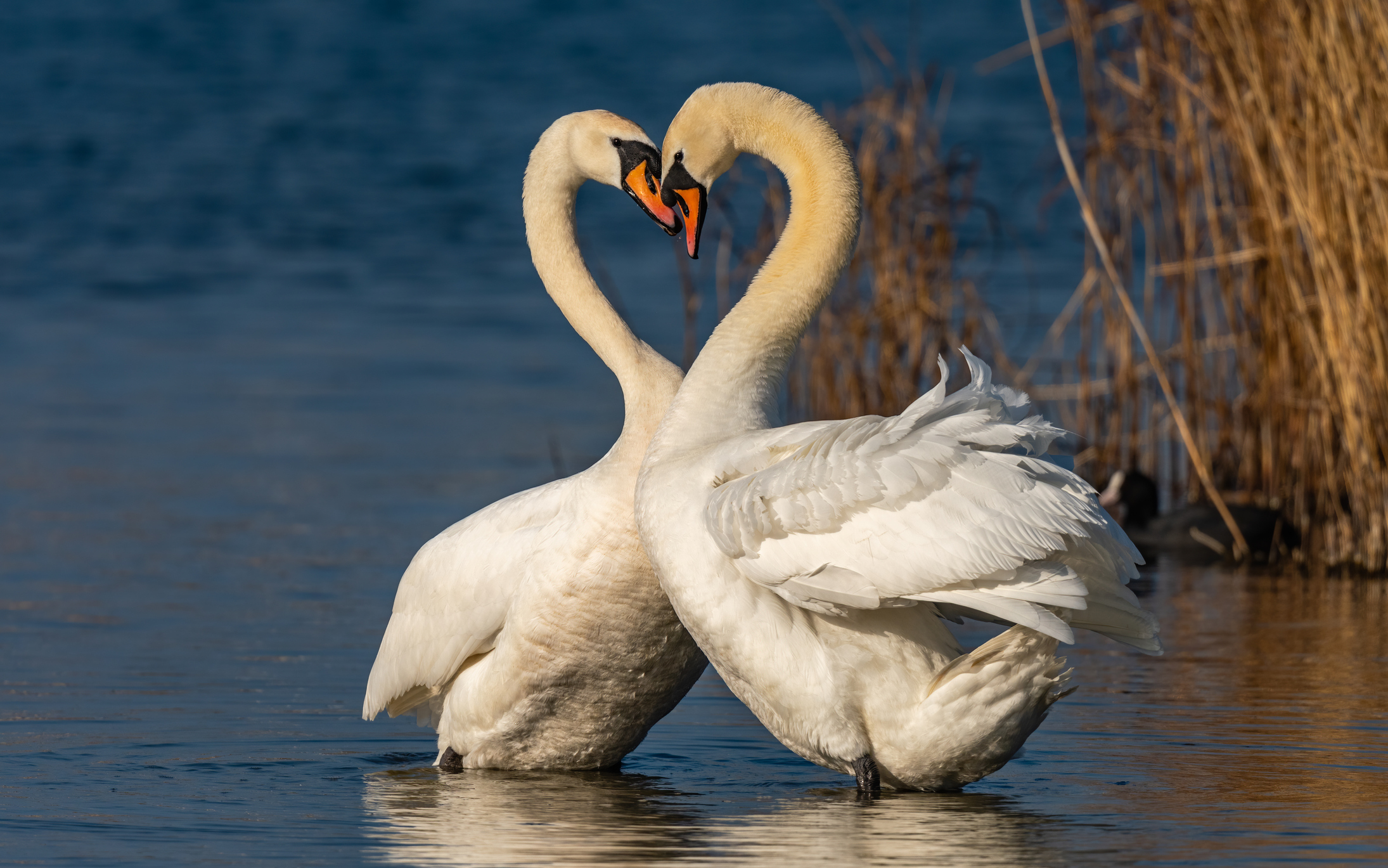 Two swans forming a heart shape with their necks on water