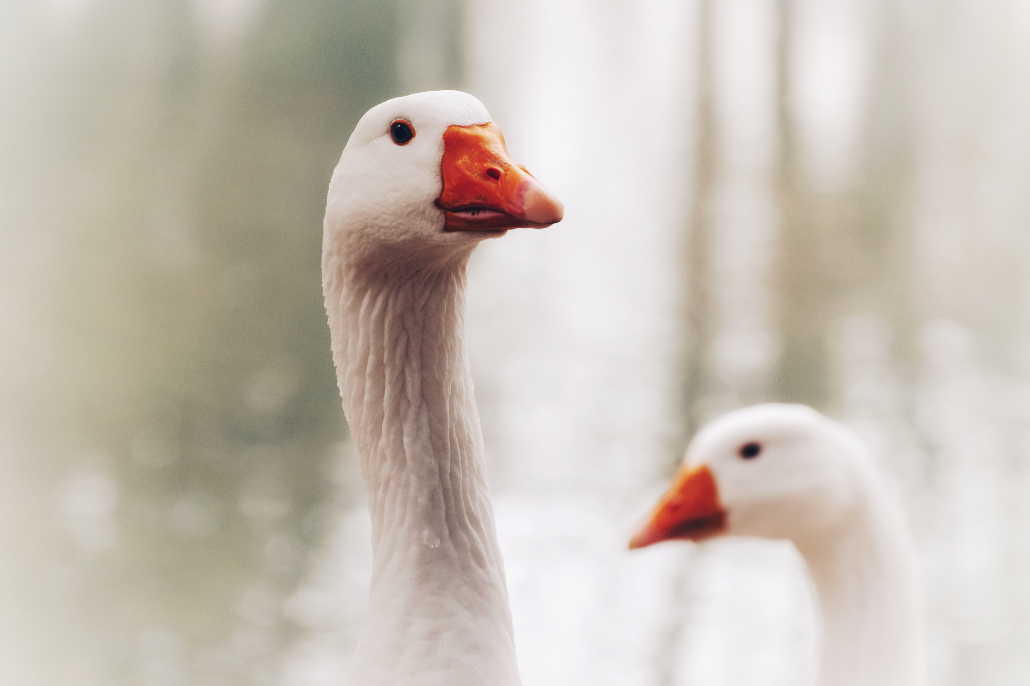 Two geese close-up with one in the foreground looking directly at the camera