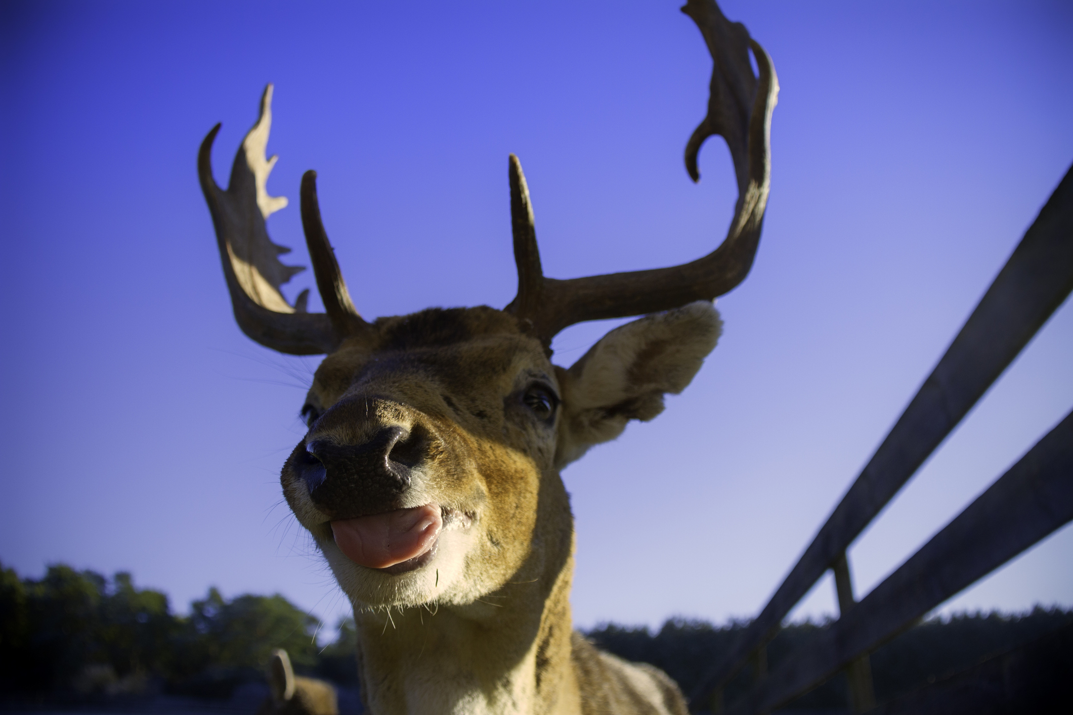 Close-up of a deer with antlers facing the camera with its tongue out
