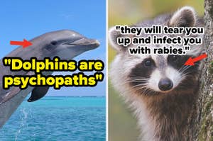 Dolphin swimming in water next to a quote about dolphins; raccoon with a quote about rabies