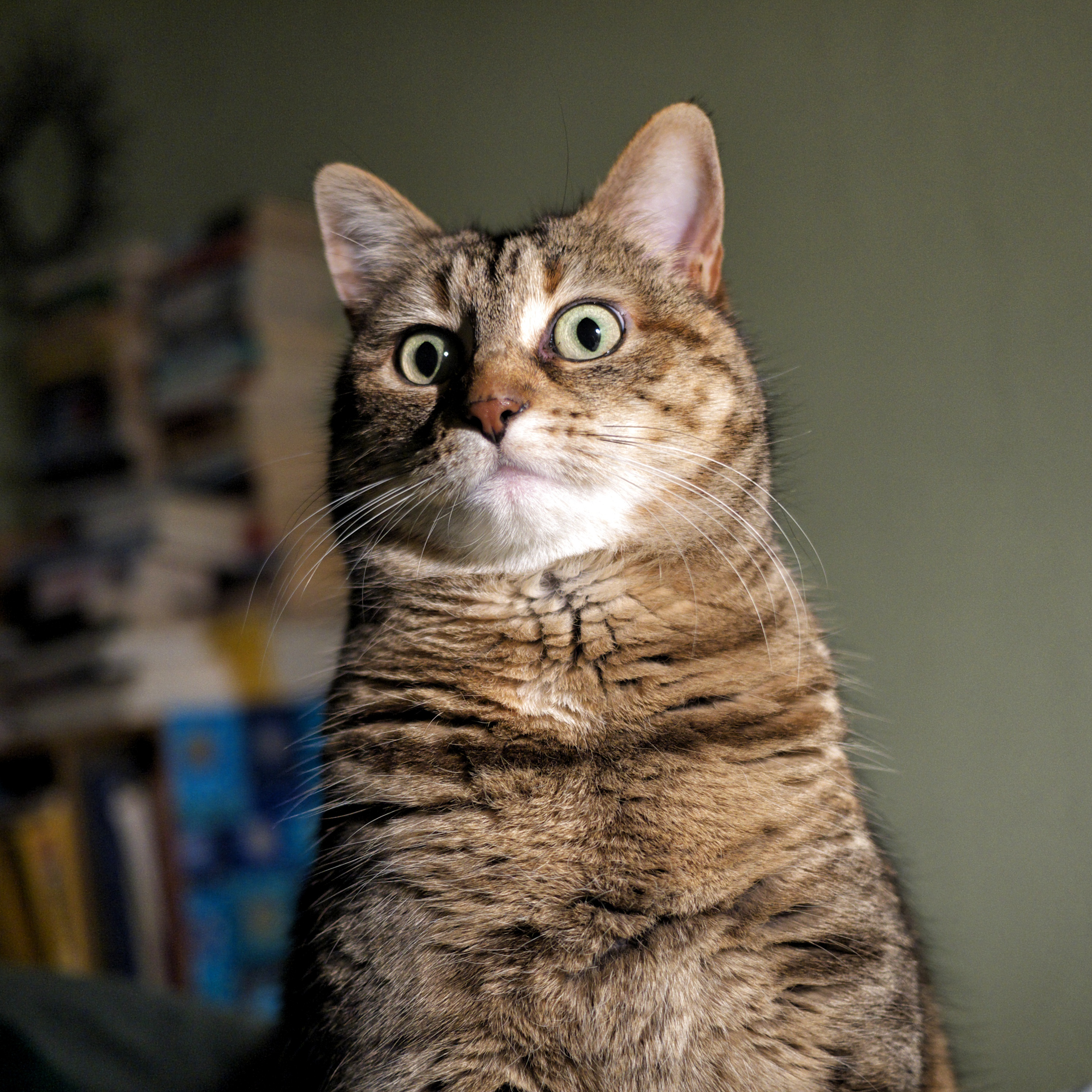 Tabby cat sitting, looking to the side with wide eyes, indoors with a bookshelf background