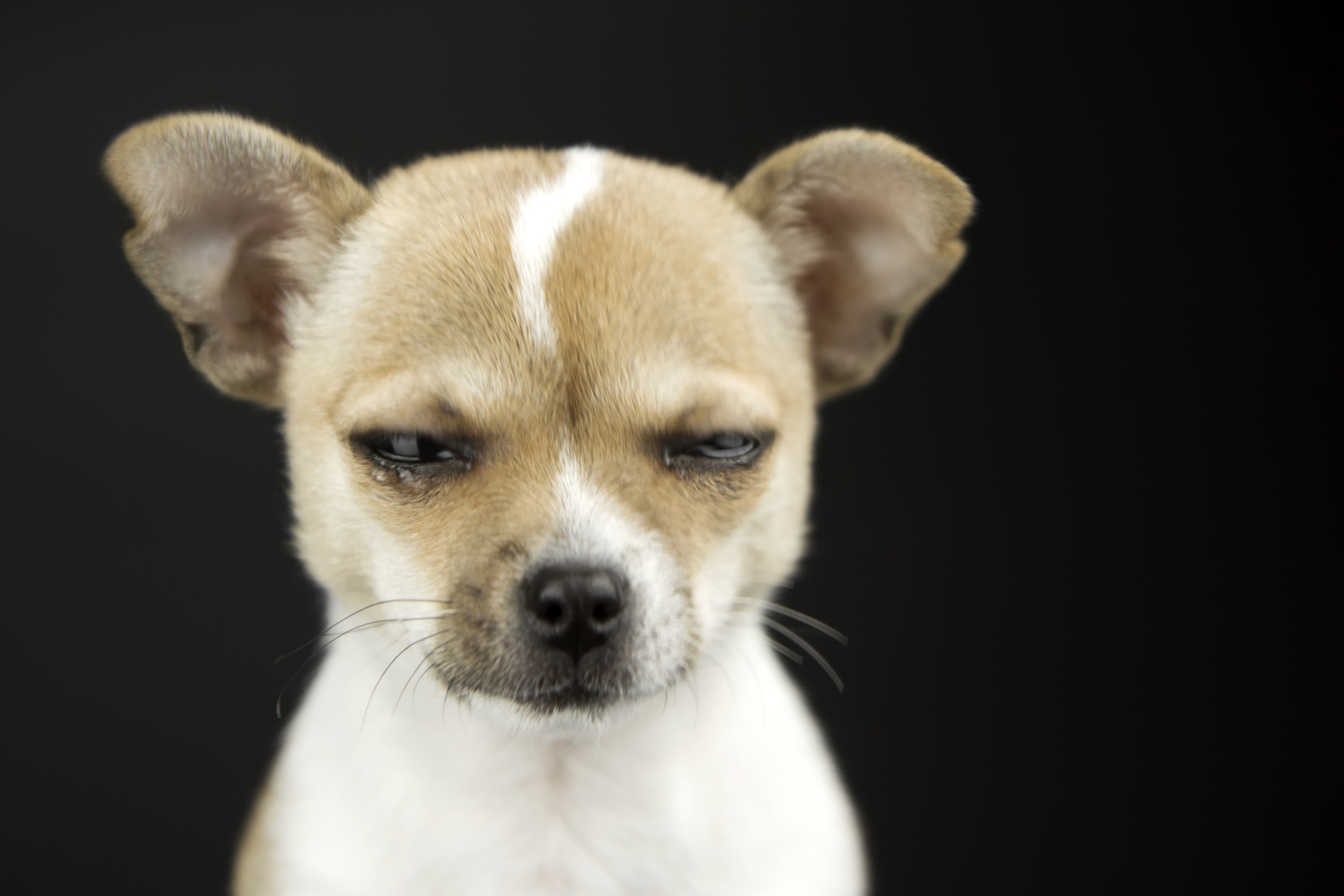 Chihuahua with a skeptical expression on a black background