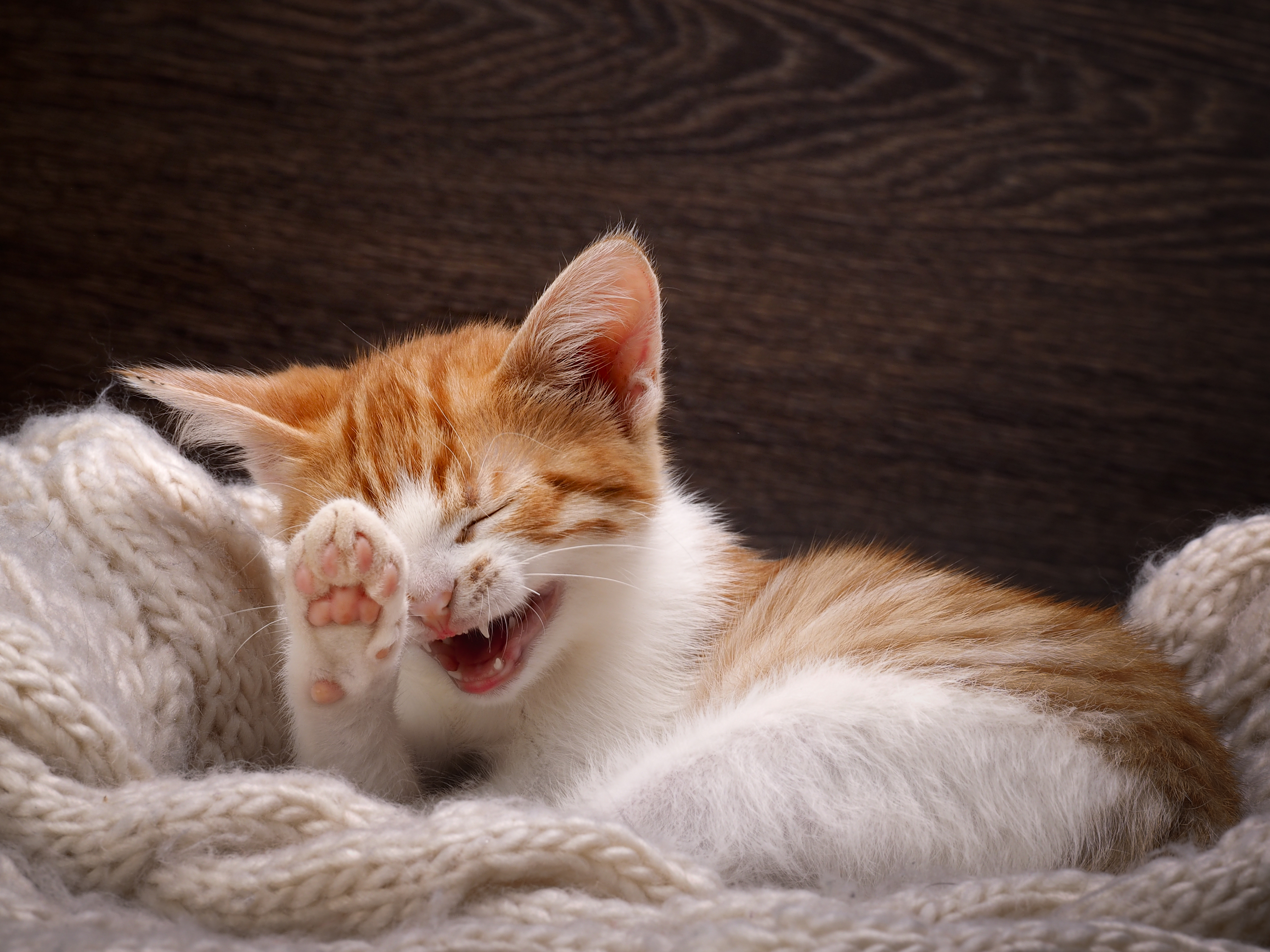 Kitten yawning while curled up in a cozy knit blanket