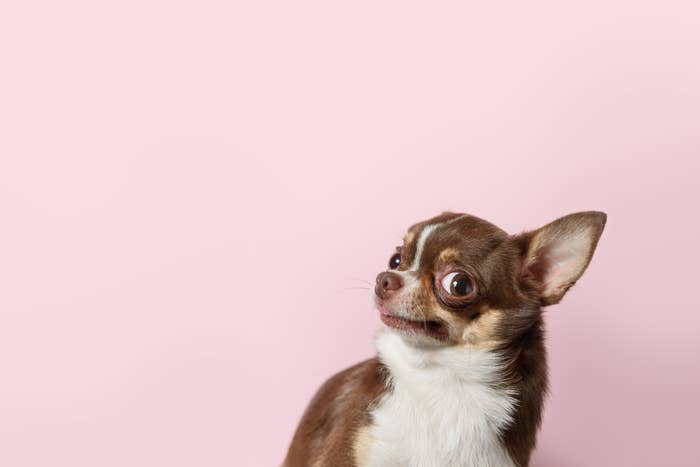 Chihuahua with a curious expression looking to the side against a pink background