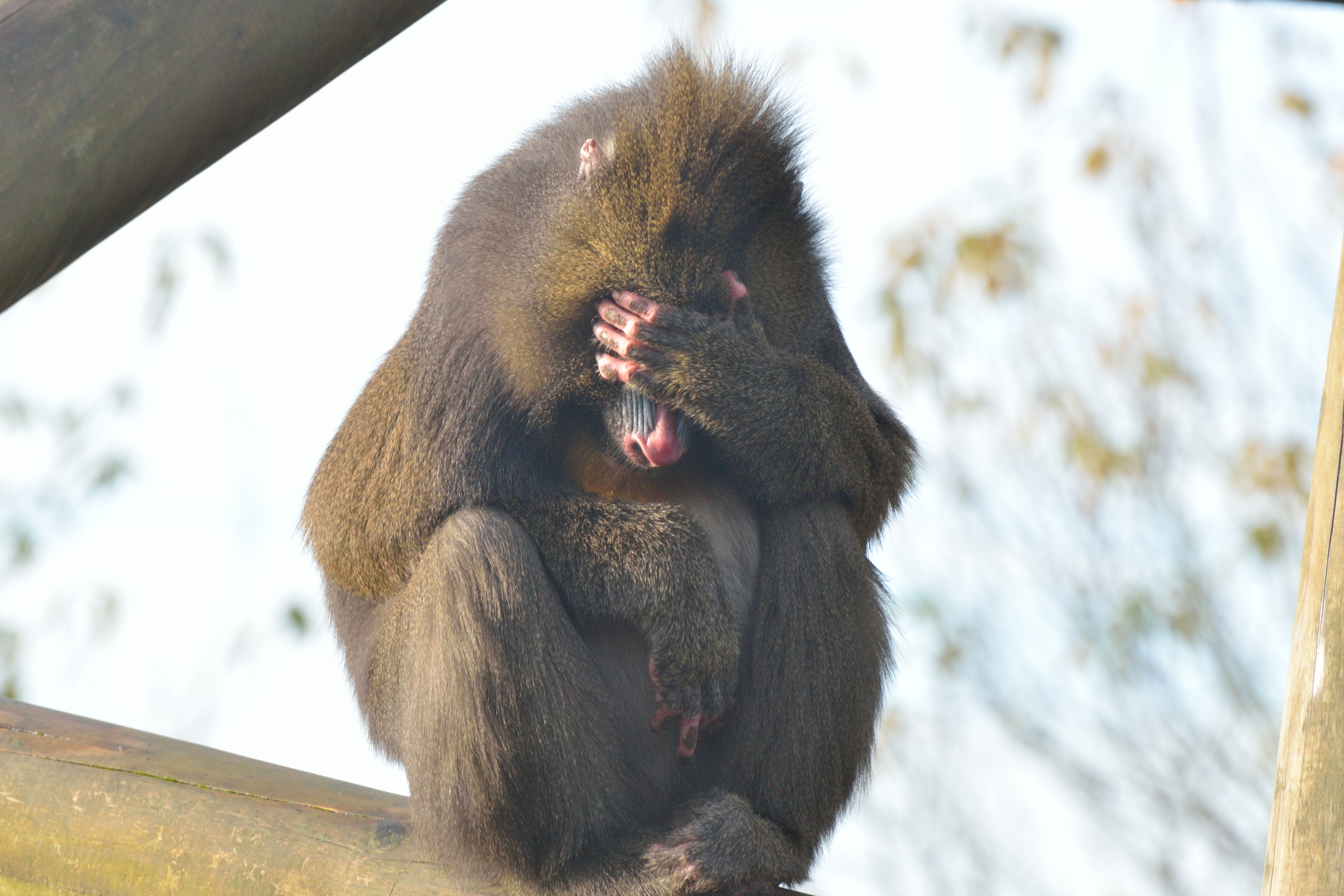 Baboon sitting on a wood beam, covering its face with its hand, looking like it is in a thoughtful or playful pose