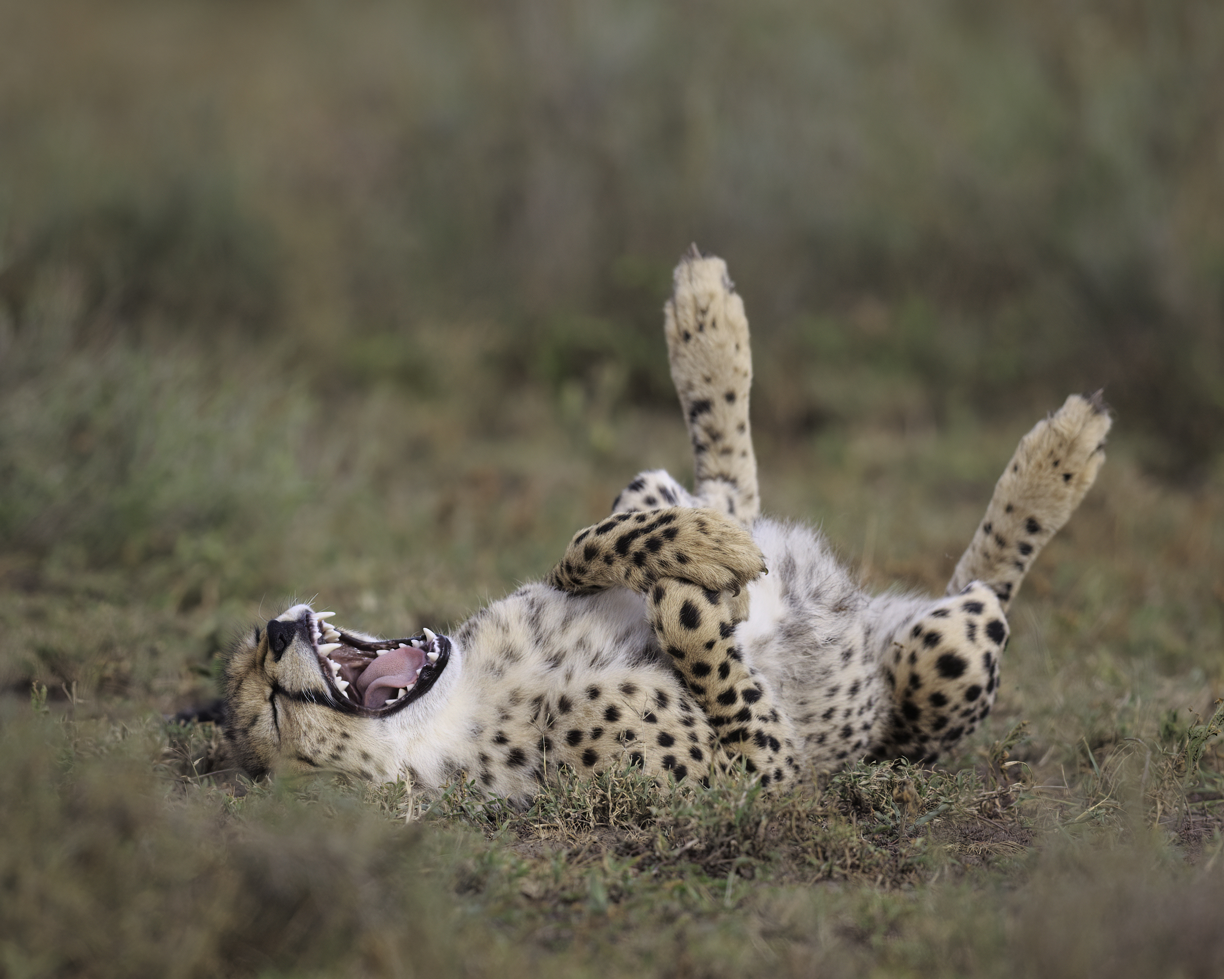 Cheetah lying on its back in the grass, seemingly laughing or yawning