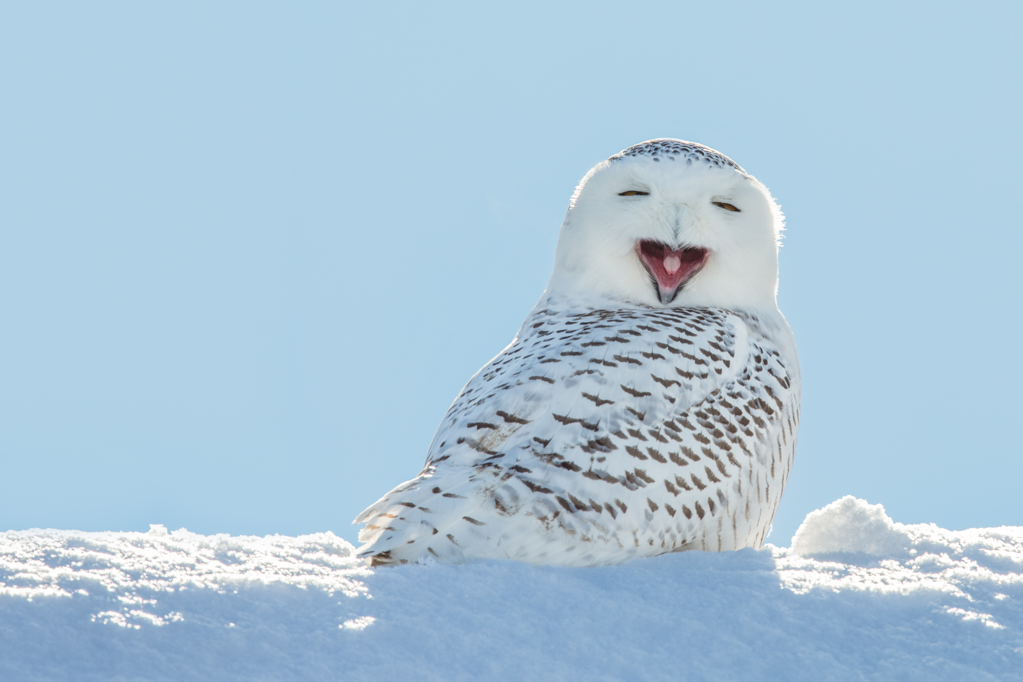 A snowy owl appears to be smiling with closed eyes, perched on snow against a clear sky backdrop