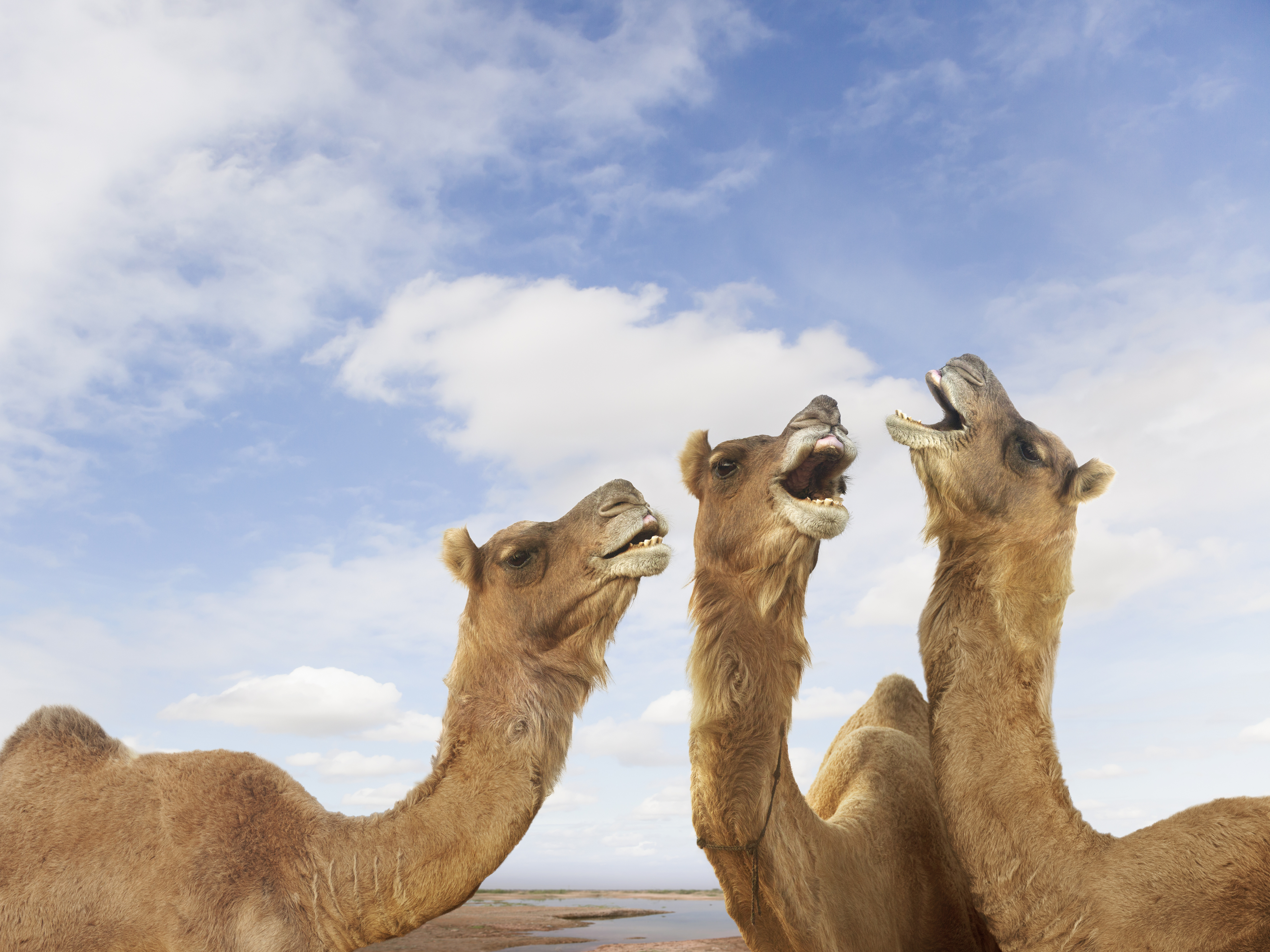 Three camels with open mouths as if vocalizing against a cloudy sky