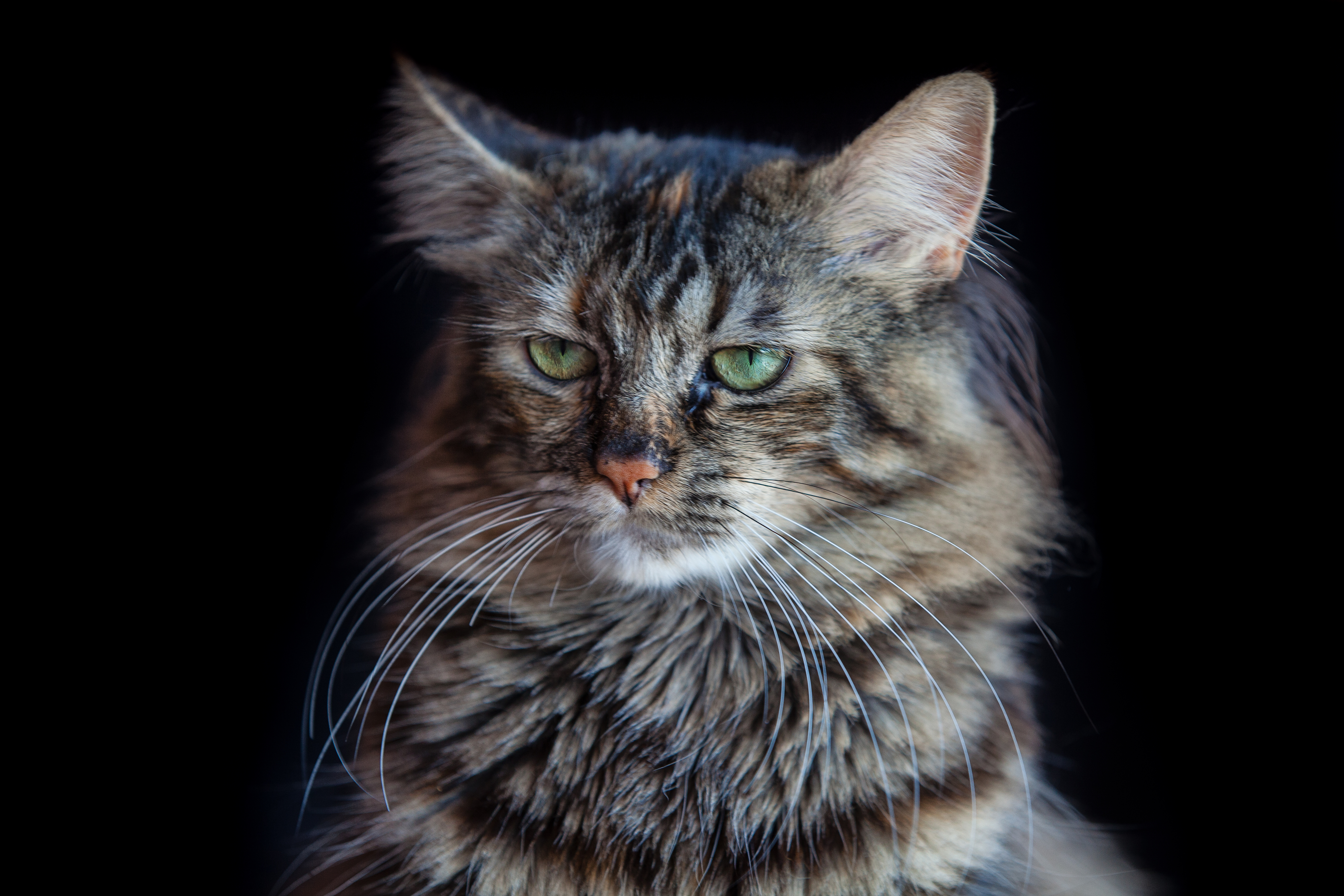 Close-up of a domestic cat with a focused expression