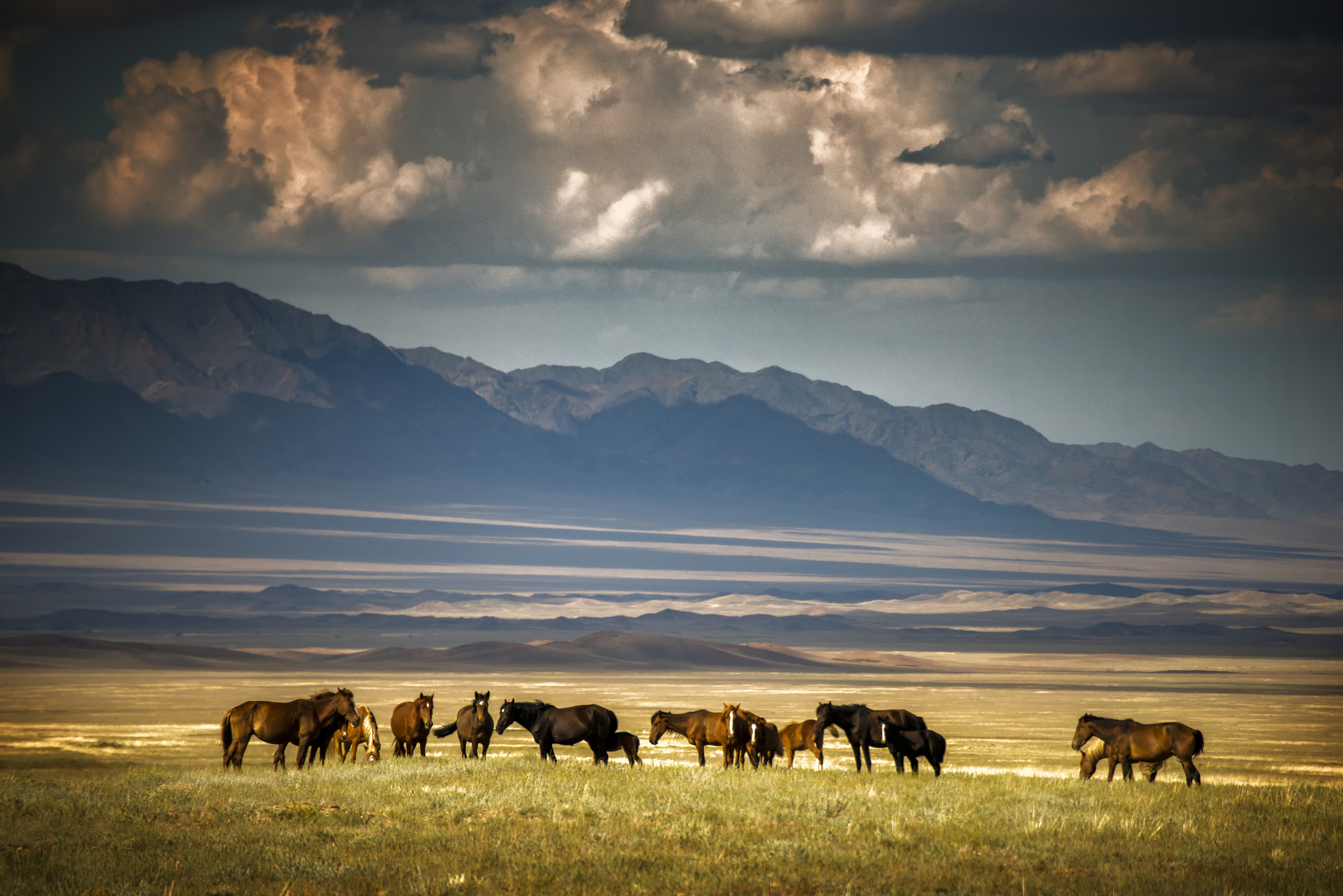 Herd of horses grazing with mountains in the background under a cloudy sky