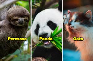 Collage de un perezoso, un panda y un gato con etiquetas de sus nombres para identificarlos