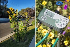 A split image: Left shows tall sunflowers by a sidewalk; right displays a digital water timer connected to hoses