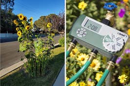 A split image: Left shows tall sunflowers by a sidewalk; right displays a digital water timer connected to hoses