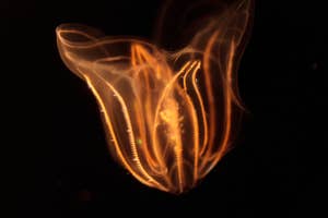 Bioluminescent jellyfish floating in a dark aquatic environment