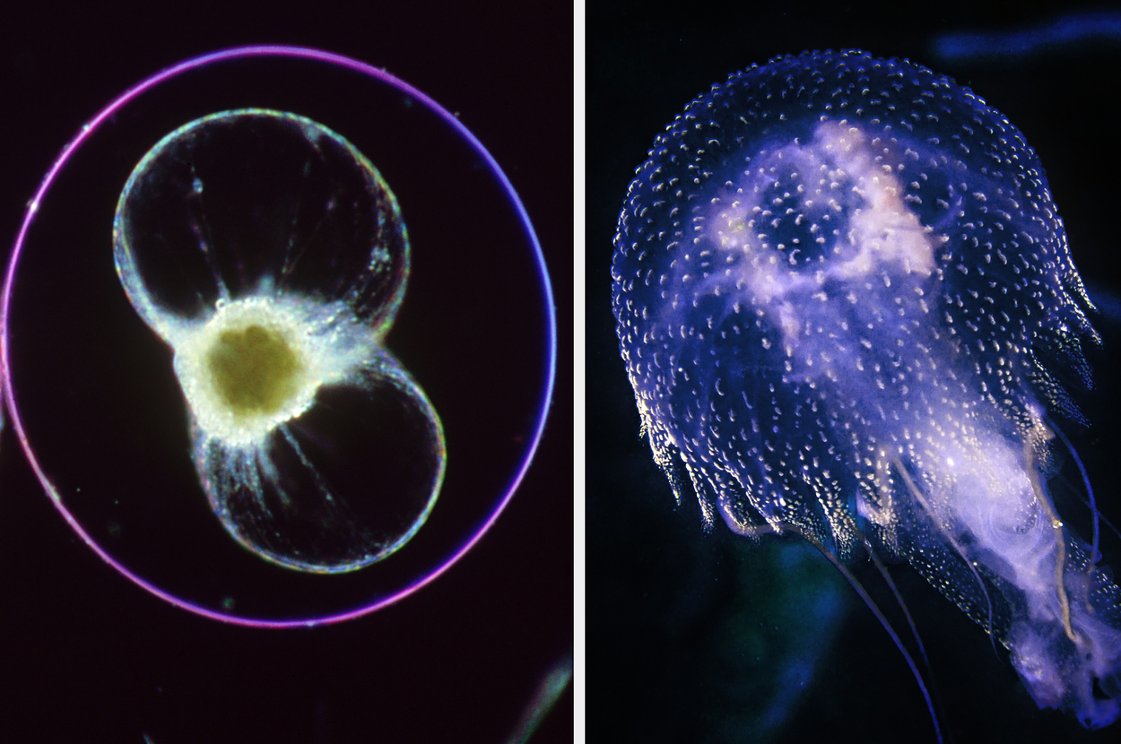 Side-by-side of a bioluminescent jellyfish and a glowing sea creature with tentacles, underwater