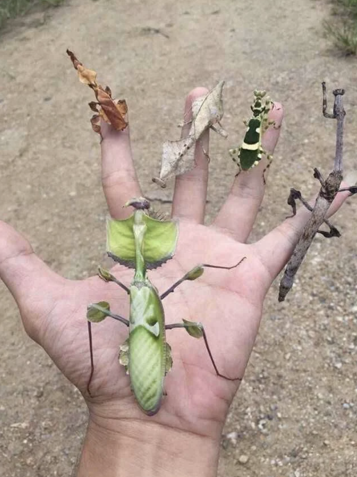 Hand displaying various camouflaged insects mimicking leaves and twigs