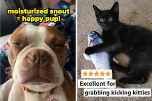 Dog with a caption about moisturized snout and a cat with a toy, both promoting pet products