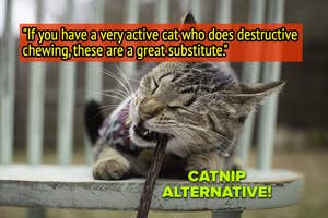 Cat biting a chew toy with text suggesting it as a catnip alternative for active cats