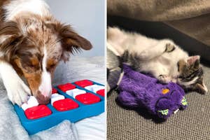 Dog engaging with a puzzle toy, and a reviewer's kitten nestled with a plush toy on a couch