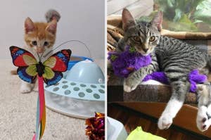 Two kittens with toys; one playing with a butterfly toy, another relaxing next to a purple toy
