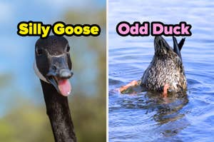 Split image: Left side shows a goose with caption "Silly Goose"; right side, a duck upside down in water with "Odd Duck"