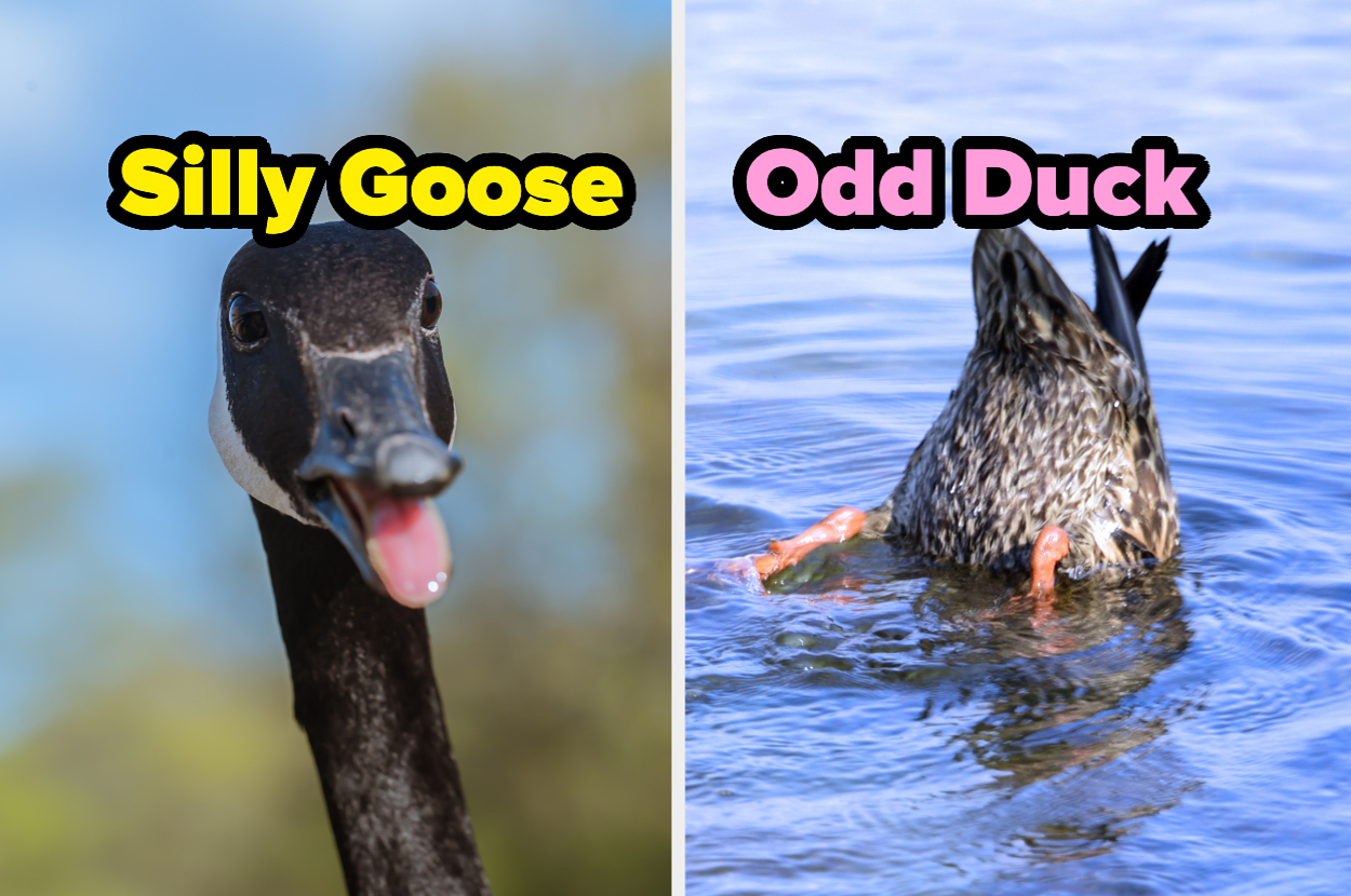 Everyone Is Either A Silly Goose Or An Odd Duck, But Which One Are
You?
