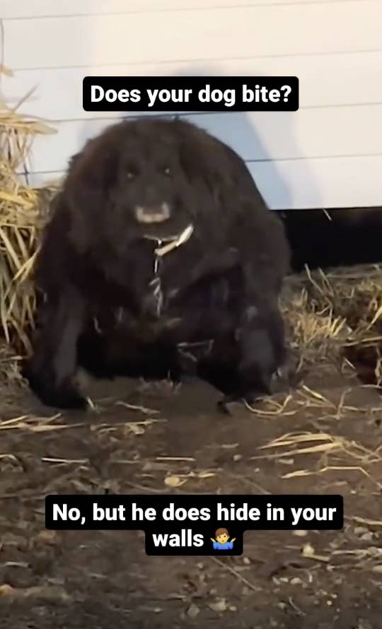 A shaggy dog sits in front of a hay pile with text &quot;Does your dog bite? No, but he does hide in your walls ?&quot;