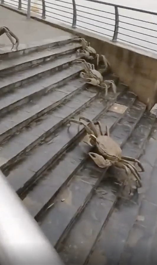 A group of large crabs is seen climbing a set of outdoor stairs
