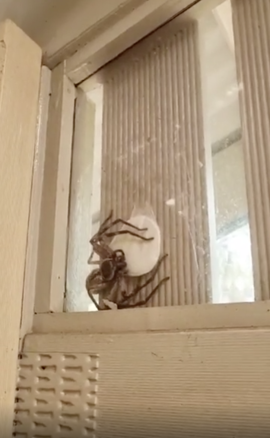Huge hunstman spider on wall, protecting its eggs