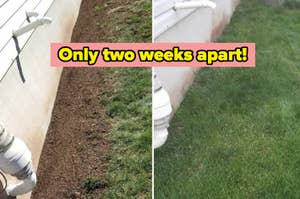 Before and after photos of lawn growth, highlighting a quick transformation over two weeks